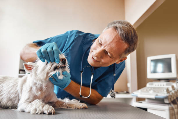 Best Pediatric Emergency Dentist in Rock Island, WA